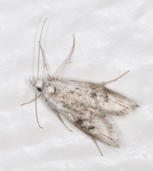 Scoparia palloralis