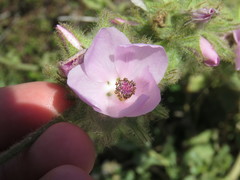 Malacothamnus densiflorus