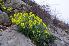 Alyssum calycocarpum
