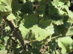 Malacothamnus densiflorus