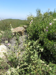 Malacothamnus densiflorus