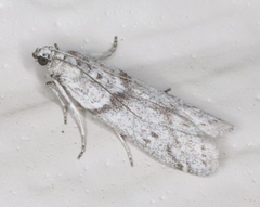Myelopsis alatella