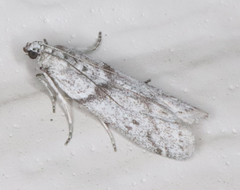 Myelopsis alatella