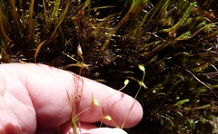 Polytrichadelphus magellanicus