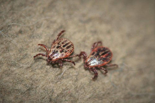 Ornate Cow Tick photo 3