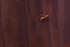 Pseudomyrmex apache