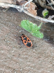 Pyrrhocoris apterus