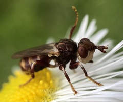 Myopa clausa