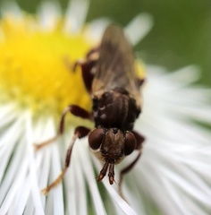 Myopa clausa