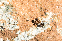 Formica subpolita