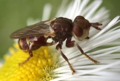 Myopa clausa