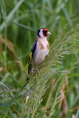 Carduelis carduelis britannica