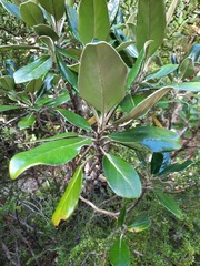Brachyglottis buchananii
