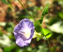 Ipomoea meyeri