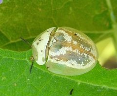 Physonota