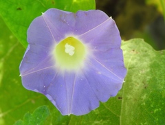 Ipomoea meyeri