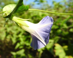 Ipomoea meyeri
