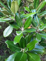 Brachyglottis buchananii