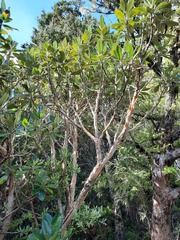 Brachyglottis buchananii