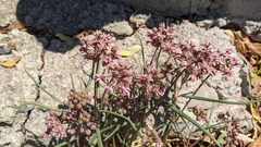 Asclepias fournieri