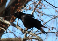 Corvus