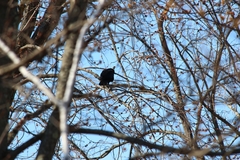 Corvus