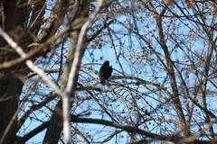Corvus