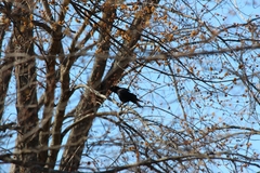 Corvus