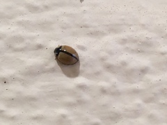 Cheilomenes propinqua