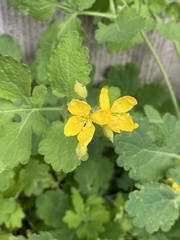 Chelidonium majus