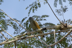 Colaptes auricularis