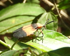 Lycus sallaei