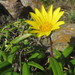 Greenleaf Trailing Gazania - Photo (c) Ricky Taylor, some rights reserved (CC BY-NC), uploaded by Ricky Taylor