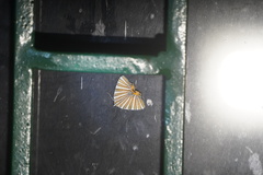 Pityeja histrionaria
