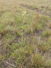 Drimia elata