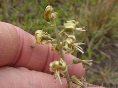 Drimia elata
