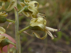 Drimia elata