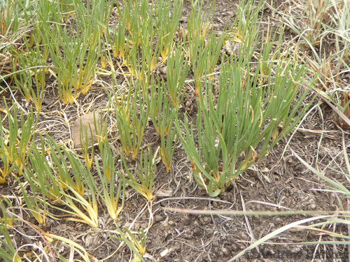 Fusifilum depressum