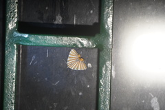 Pityeja histrionaria