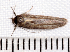 Oenochroa