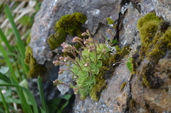 Saxifraga cespitosa