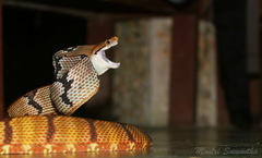 Boiga cynodon