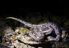 Calloselasma rhodostoma