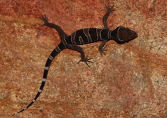 Cyrtodactylus macrotuberculatus