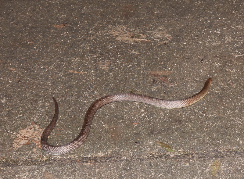 Surat Thani Kukri Snake