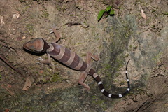 Cyrtodactylus macrotuberculatus