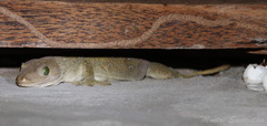Gekko smithii