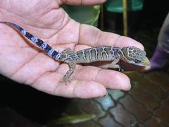 Cyrtodactylus zebraicus