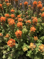 Castilleja latifolia