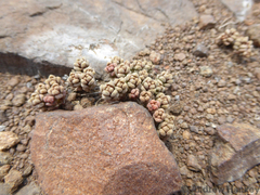 Crassula corallina